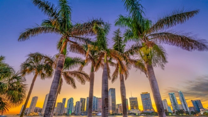 Beautiful palm trees shine bright with the Florida buildings in the sunset background