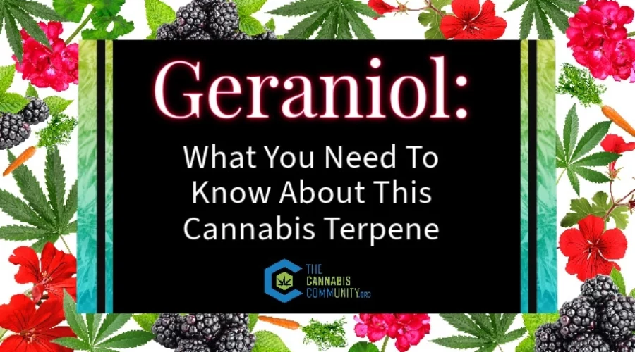 Geraniol: What You Need To Know About This Cannabis Terpene