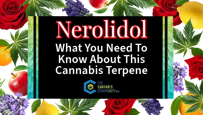 Nerolidol - What you need to know about this cannabis terpene
