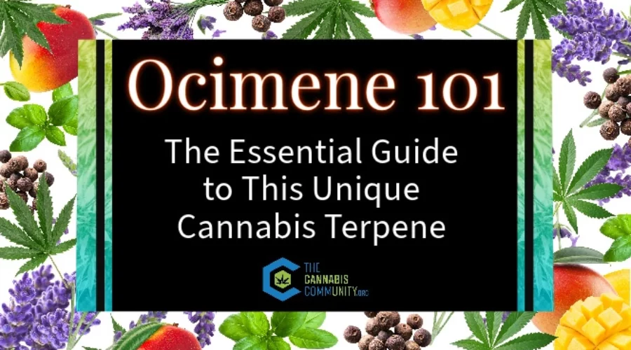 Ocimene 101: The Essential Guide to This Unique Cannabis Terpene
