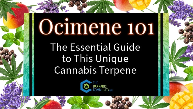 Ocimene 101- The essential Guide to THis Unique Terpene