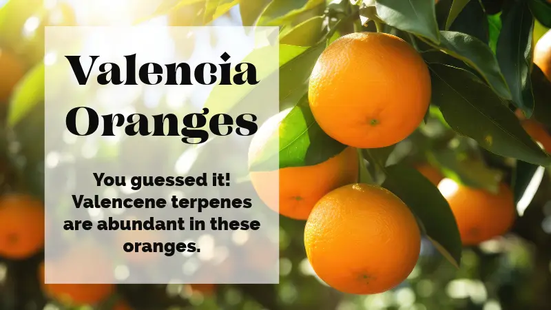 Ripe Valencia oranges hang on a tree with the rays of sun. Text reads: You guessed it! Valencene terpenes are abundant in these oranges. 