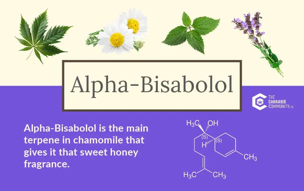 Alpha-bisabolol is the main terpene in chamomile that gives it a sweet honey fragrance. 
