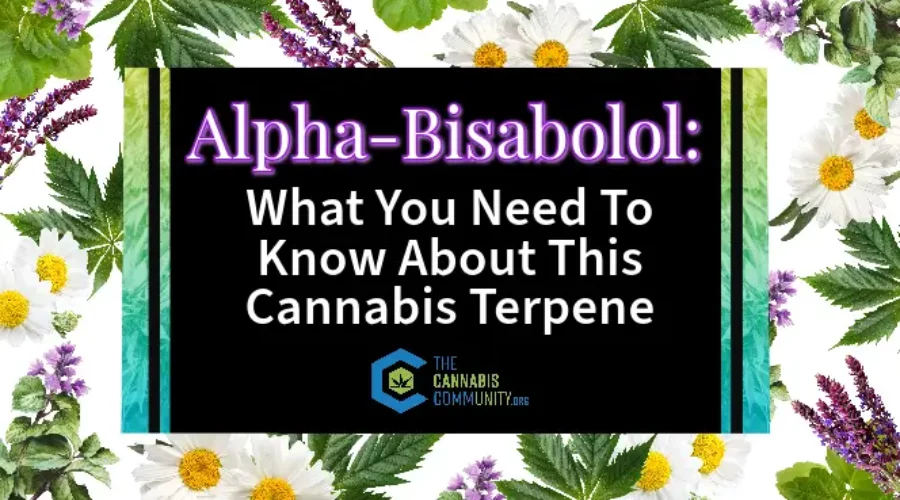 Alpha-Bisabolol: What You Need To Know About This Cannabis Terpene