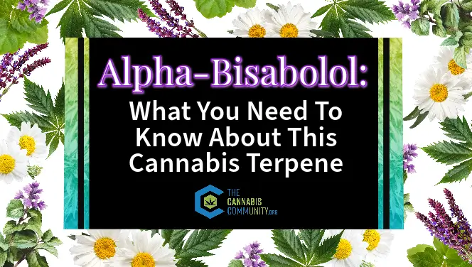 Alpha-Bisbabolol- Everything you need to know about this cannabis terpene.