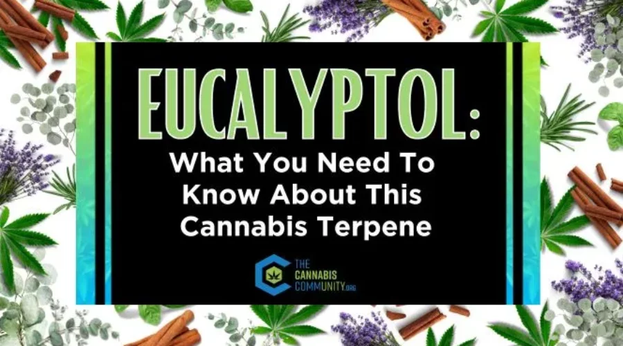 Eucalyptol: What You Need To Know About This Cannabis Terpene