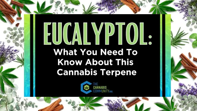 Eucalyptol: What You Need To Know About This Cannabis Terpene