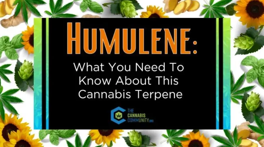 Humulene: What You Need To Know About This Cannabis Terpene