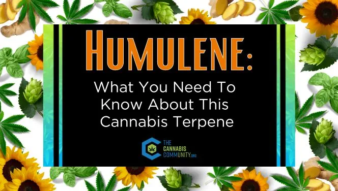 What you need to know about Humulene terpene