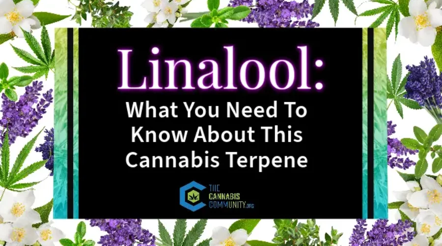Linalool: What You Need To Know About This Cannabis Terpene