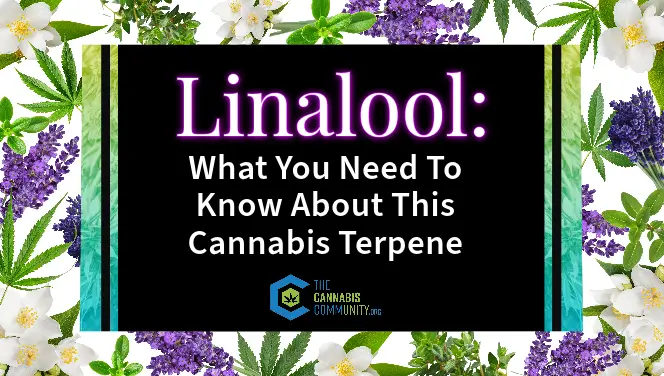 Linalool Terpene. Everything you need to know about this cannabis terpene.