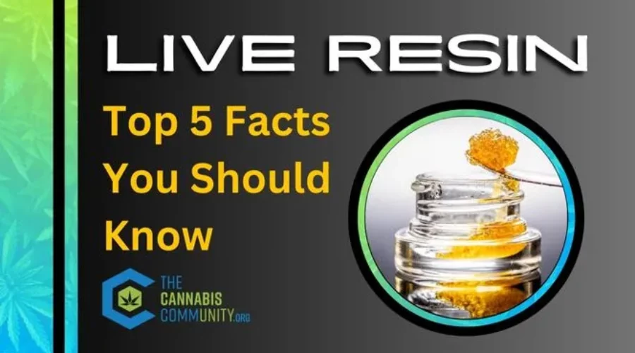 What is Live Resin: Top 5 Most Important Things to Know