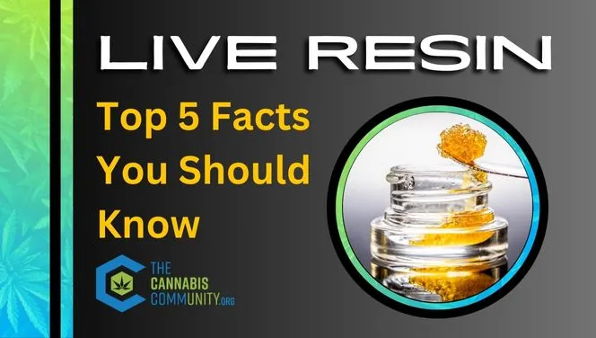 Live Resin - 5 facts you should know educational blog link.