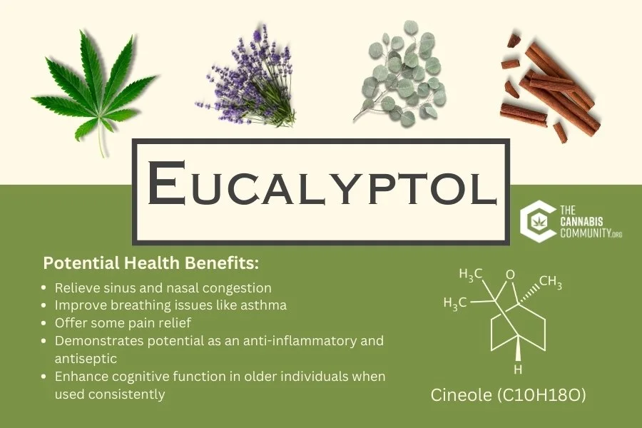 Eucalyptol cannabis terpene potential health benefits chart. Cannabis leaf, purple lavender, eucalyptus branch and brown cinnamon sticks shown with chemical structure - Cineole.