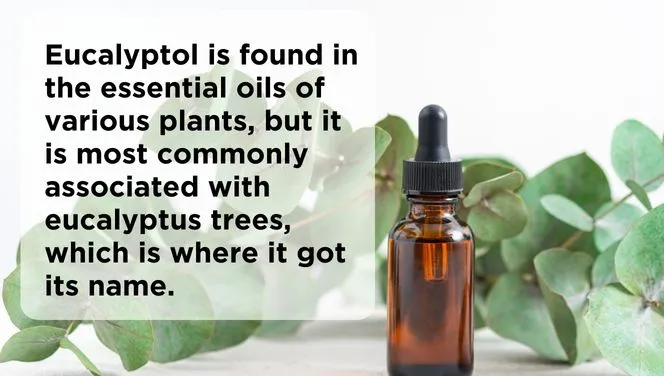 Eucalyptol is found in the essential oils of various plants, but it is most commonly associated with eucalyptus trees, which is where it got its name. Amber dropper bottle in front of green eucalyptus leaves. 