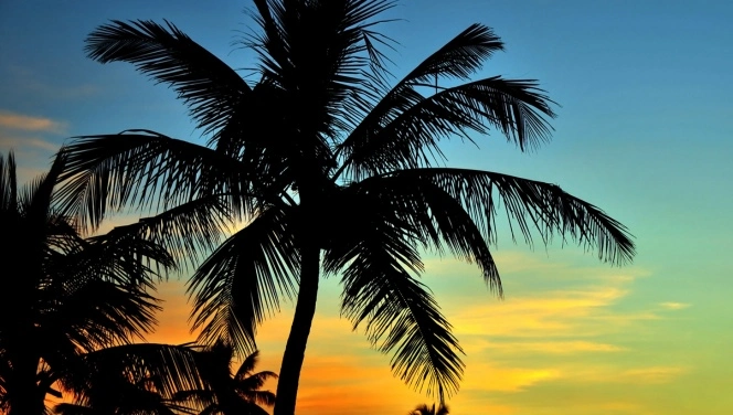 a breeze blows through a palm tree, illustrating the ease of getting a Florida medical cannabis card.