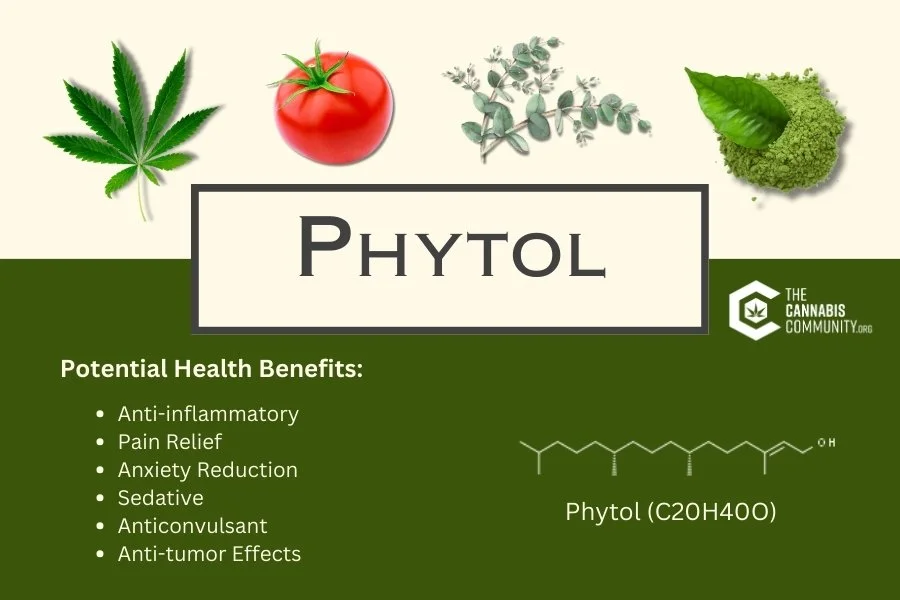 Phytol Cannabis terpene potential health benefits listed. Chemical structure sign and images of a marijuana leaf, red tomato, eucalyptus branch and green tea matcha powder.