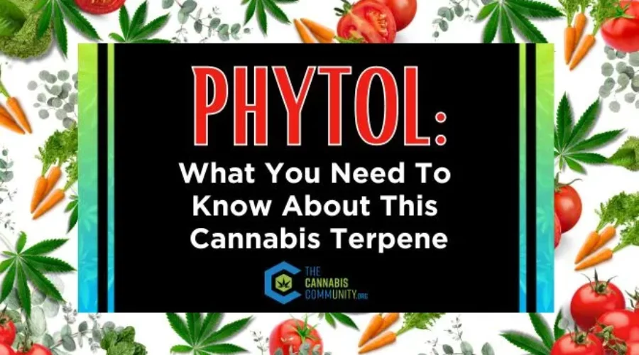Phytol: What You Need To Know About This Cannabis Terpene