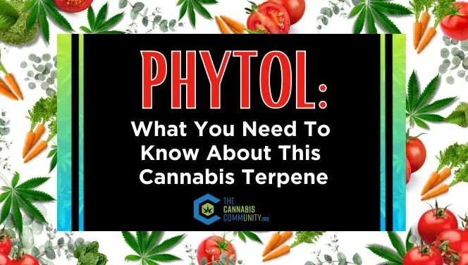 Phytol: What You Need To Know About This Cannabis Terpene