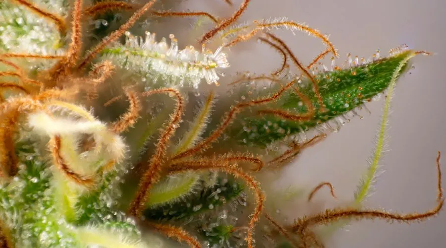 CLose up of cannabis trichomes where the terpenes are found. 