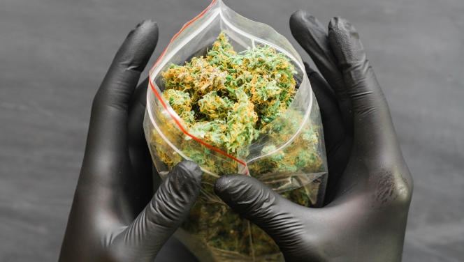 Pair of hands in black gloves holding a clear plastic bag filled with dried cannabis buds against a dark background.