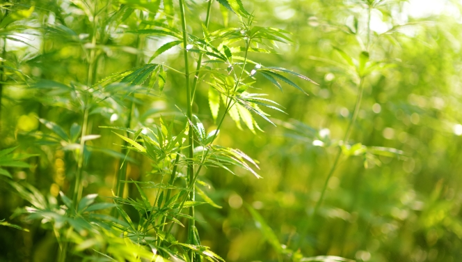 Close-up of cannabis plants in a field, illuminated by bright sunlight with a focus on fresh green leaves.