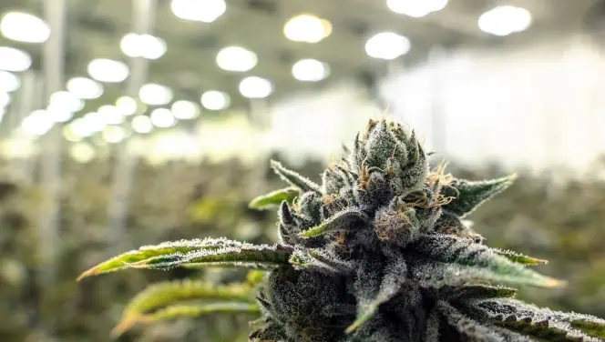 Close-up of a cannabis plant with frosty trichomes, set against a brightly lit indoor growing facility.