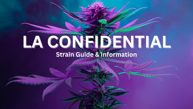Promotional image for la confidential cannabis strain, featuring a vibrant purple plant against a blue background with informational text overlay.