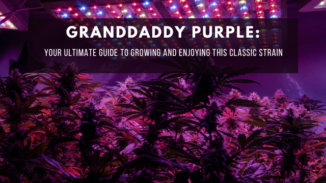 Cannabis plants under purple and red LED grow lights, with the text 