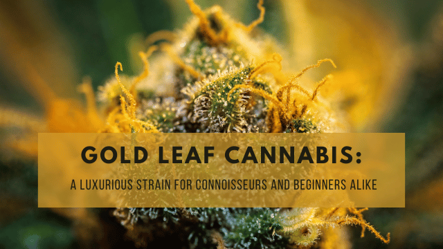 Close-up image of gold leaf cannabis with text overlay: 