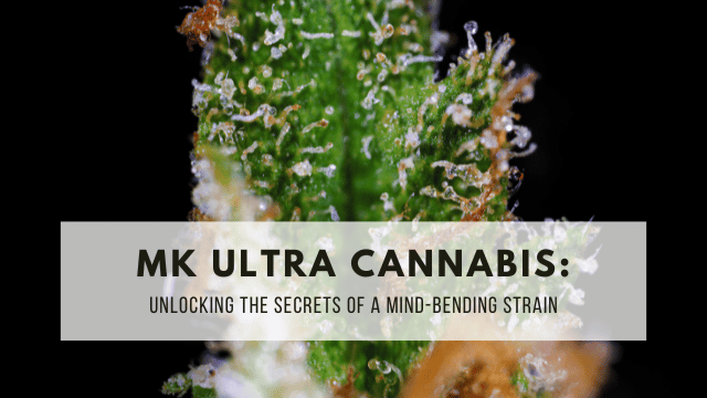 Close-up image of a cannabis plant covered with trichomes. Text overlay reads, 