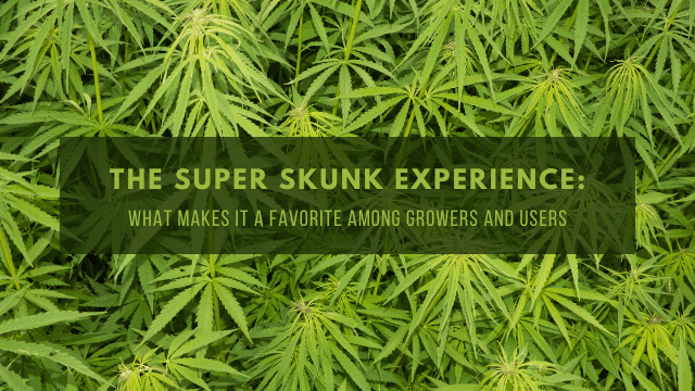 A dense bed of green cannabis leaves with a text overlay reading 