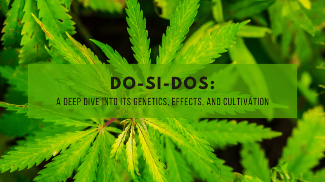 Close-up of green cannabis leaves with a text overlay reading: 