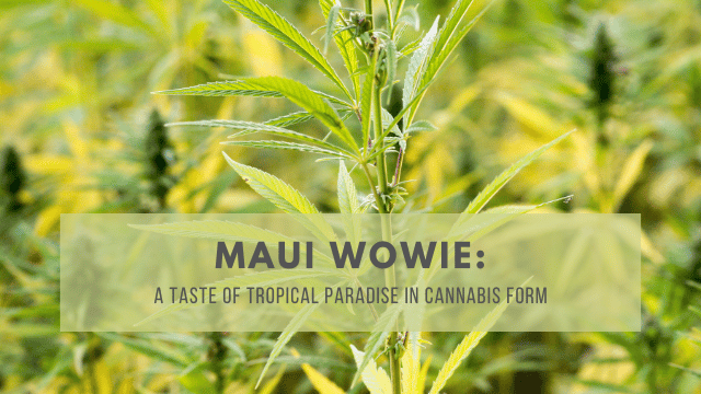 Close-up of a cannabis plant with a label that reads 