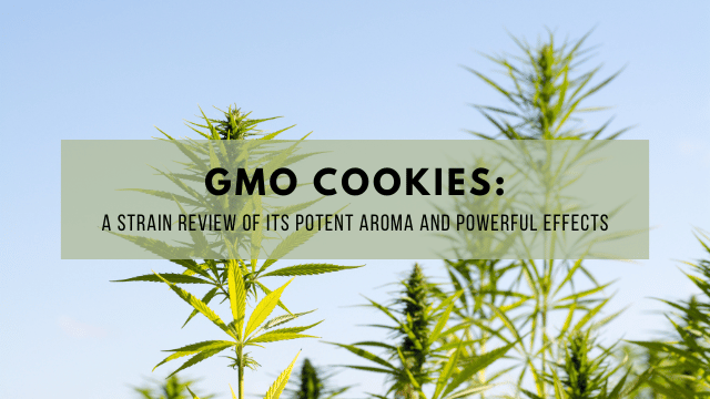 GMO Cookies: A Strain Review of Its Potent Aroma and Powerful Effects