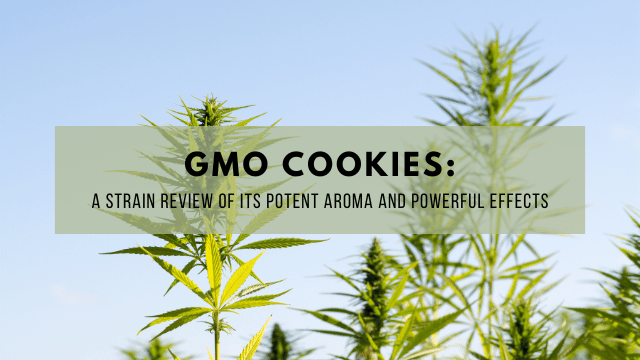 Outdoor cannabis plants with a text overlay 