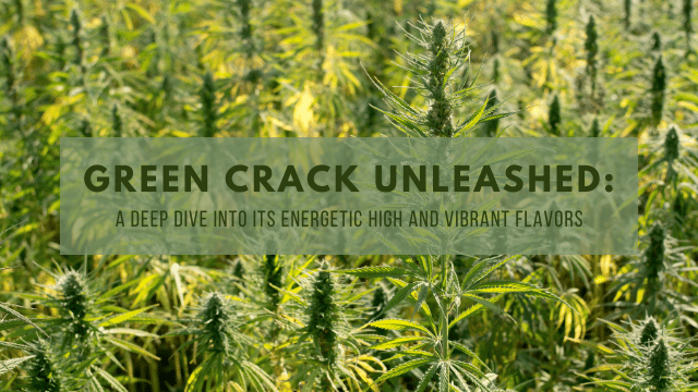 A dense field of cannabis plants with the overlay text 