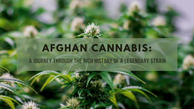 Close-up of cannabis plants with white buds. Overlaid text reads: 