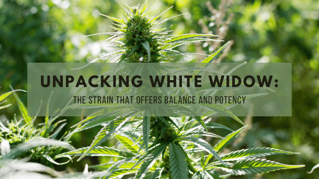 Close-up image of a cannabis plant surrounded by green foliage with the text 