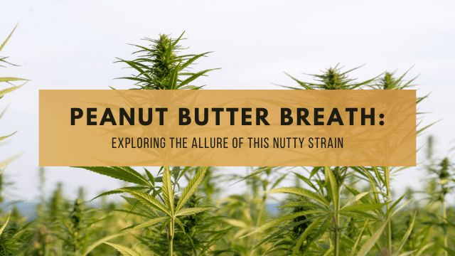 Cannabis plants with the text 