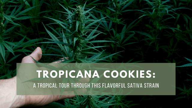 Close-up view of a person holding a cannabis plant with the text 