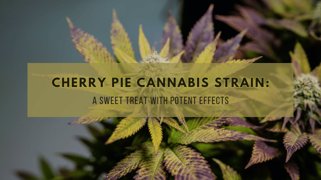 Cherry Pie Cannabis Strain: A Sweet Treat with Potent Effects