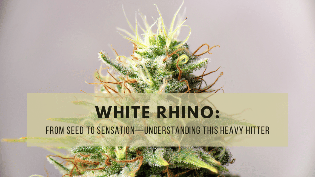 Close-up of a cannabis plant with frosty, white trichomes and orange pistils. Text reads: 