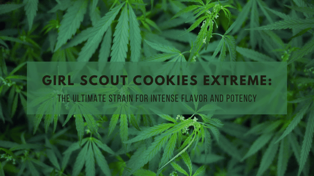 Text overlay on a background of cannabis leaves reads, 