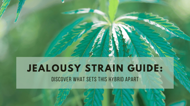 Close-up of a cannabis leaf with text overlay: 