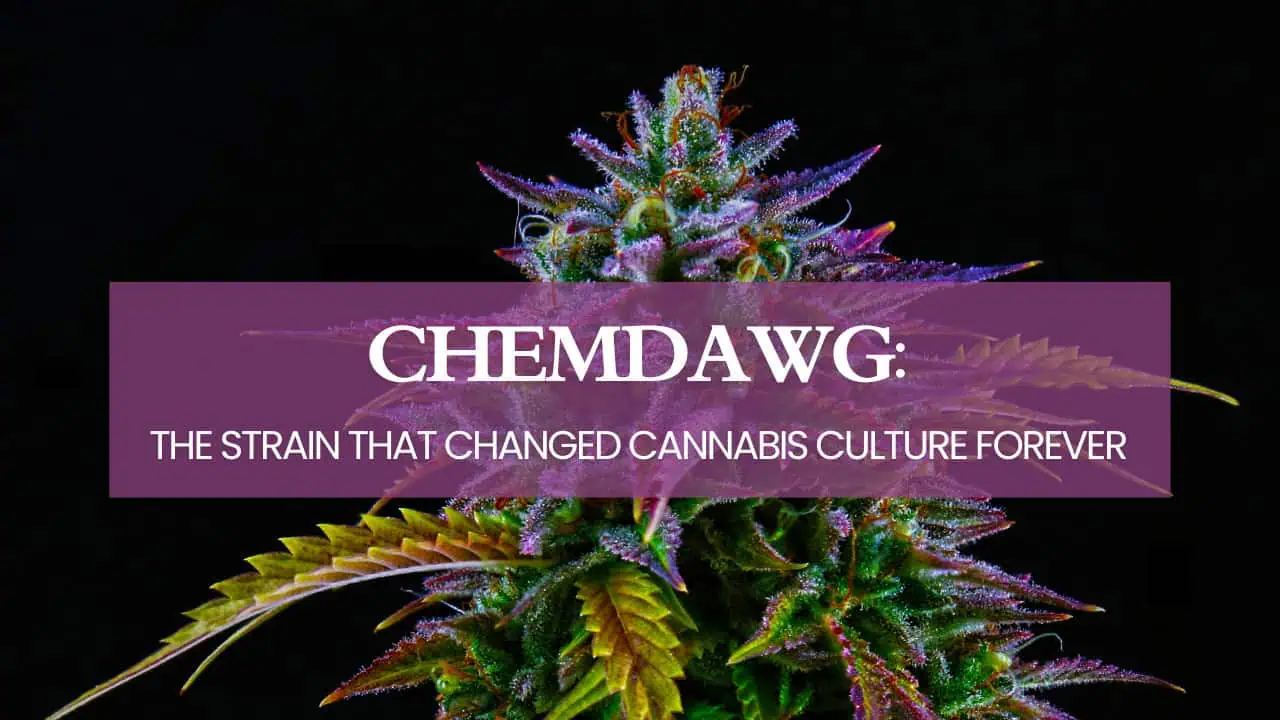 Close-up of a cannabis plant with colorful buds, accompanied by overlay text stating, 