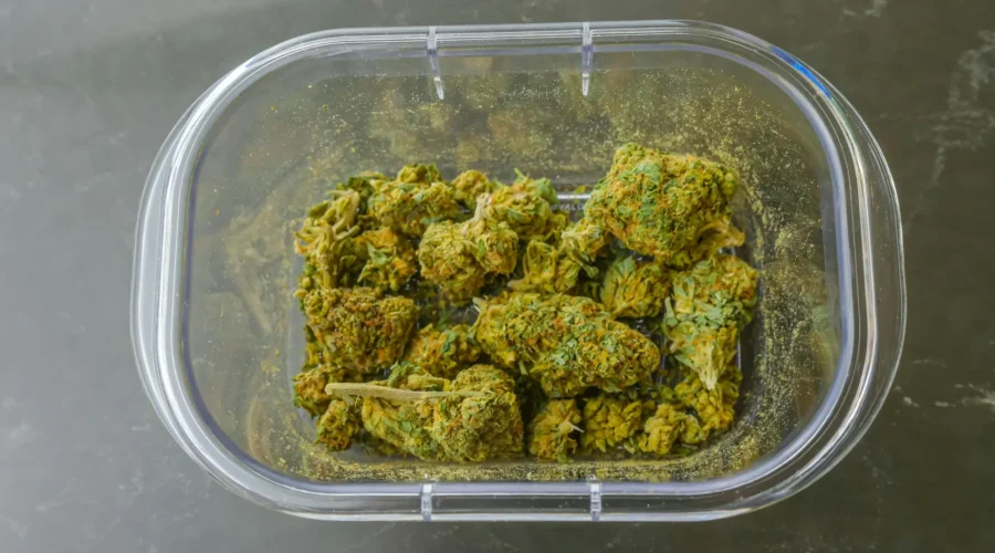 Purple Haze: Effects, Cultivation, and Psychedelic History