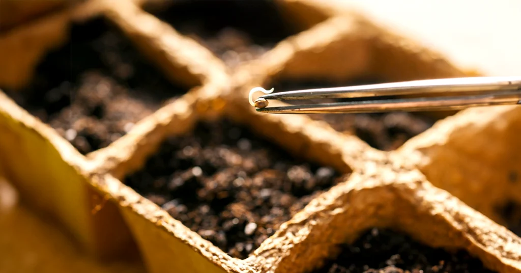 A close-up of metal tweezers holding a small white sprouted seed above a biodegradable seedling tray filled with soil. Perfect for the beginner's journey, the scene hints at growing healthy cannabis plants from Cannabiz Seed.