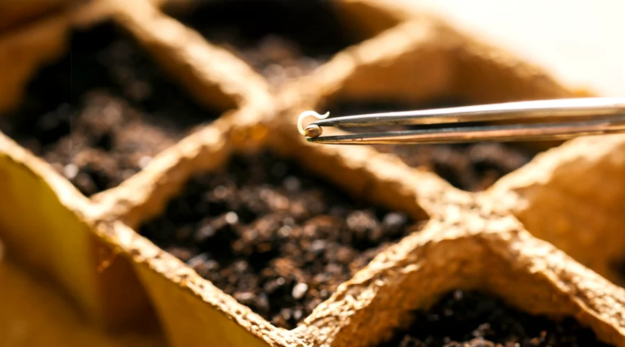 Growing Your First Cannabis Plants: A Beginner’s Journey with Cannabiz Seed