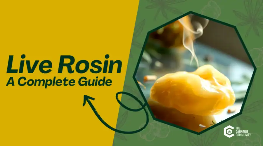 What is Live Rosin? A Detailed Guide to this Premium Cannabis Extract